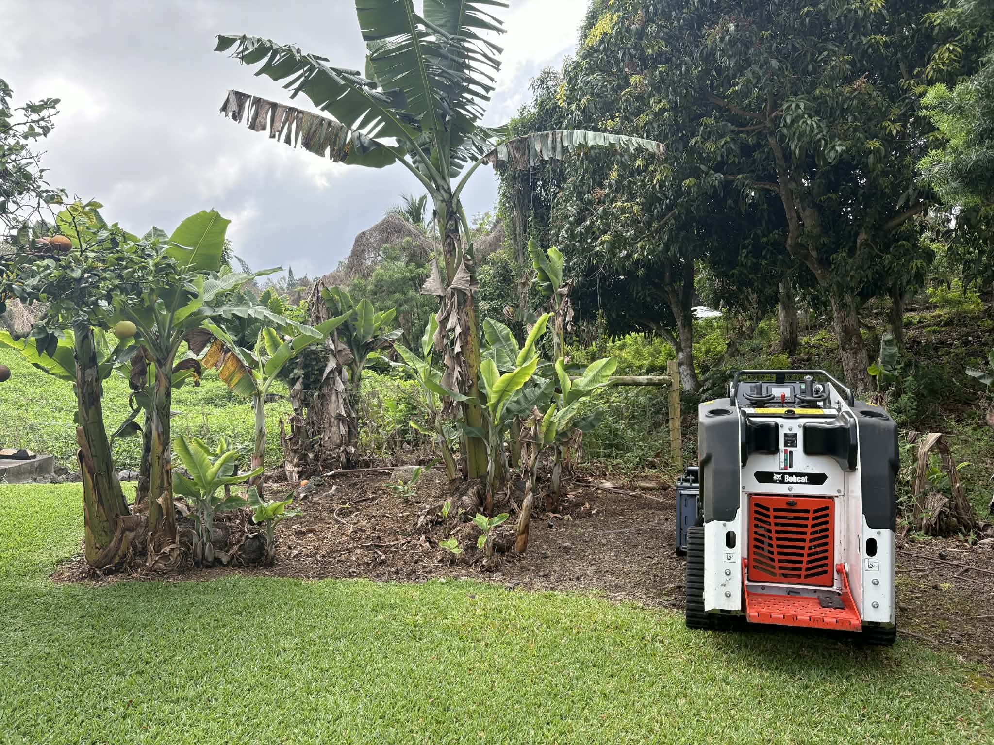 Healthy pruned tree canopy against Hawaiian sky